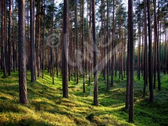 NORWAY, Norwegian Forest, Vinstra